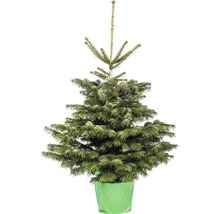 Sapin de Noël en pot