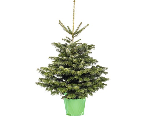 Sapin de Noël en pot