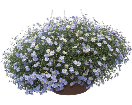 Blaues Gänseblümchen FloraSelf® 10.5er Topf, blau