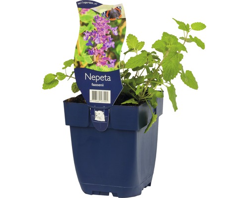 Nepeta faassenii en pot