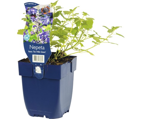 Plant de Nepeta en pot