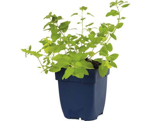 Plant de mélisse citronnelle en pot