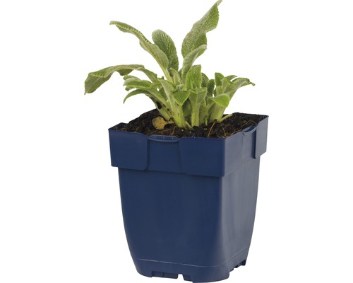 Plante d''oreille d''agneau dans un pot