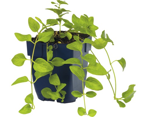 Plante suspendue en pot