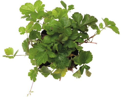 Waldsteinie en pot vue de dessus