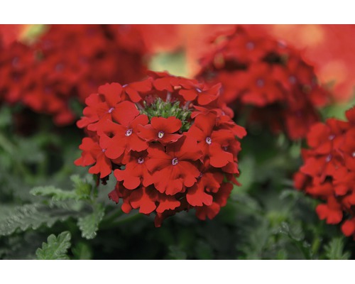 Gros plan sur des fleurs de verveine rouges