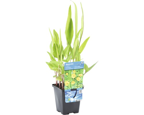 Renoncule langue en pot pour bassin de jardin