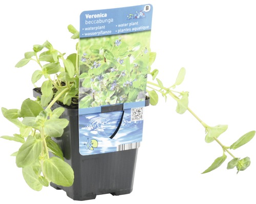 Bachbungen-Wasserpflanze im Topf