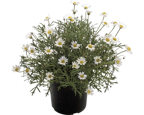 Strauchmargerite FloraSelf® H 40-60 Ø 18 cm Strauchmargerite FloraSelf® H 40-60 Ø 18 cm