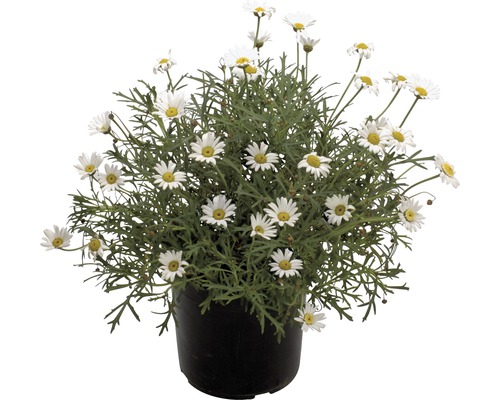 Chrysanthème frutescent FloraSelf H 40-60 Ø 18 cm