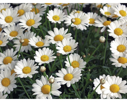 Nahaufnahme einer Gruppe weisser Margeritenblüten mit gelben Blütenköpfen.