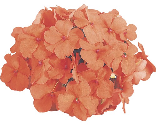 Groupe de fleurs de balsamine