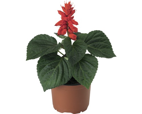 Sauge rouge FloraSelf® Salvia splendens Ø 9 cm