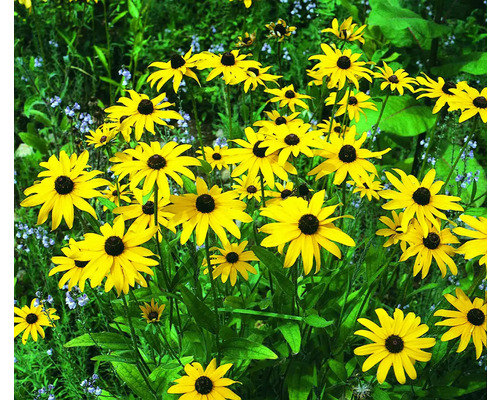 Rudbeckia fleurie dans le jardin.