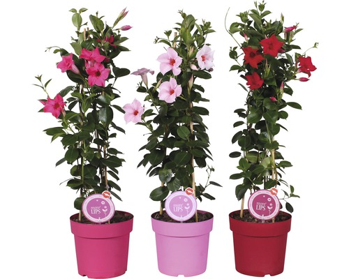Trichterblüte FloraSelf Mandevillea-Cultivars 'Sundaville' H 70-80 cm Ø 19 cm Topf