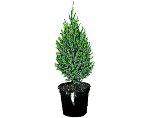 Im Topf gezogene Zypresse für den Garten