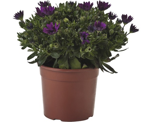 Buisson de marguerites en pot