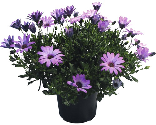 Touffe de marguerites en pot