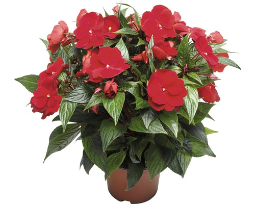 Impatiens de Nouvelle-Guinée FloraSelf® Ø 13 cm sélection aléatoire des variétés