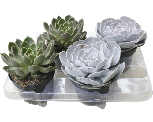 Echeverien Mix FloraSelf Echeveria Ø 13 cm Topf zufällige Sortenauswahl