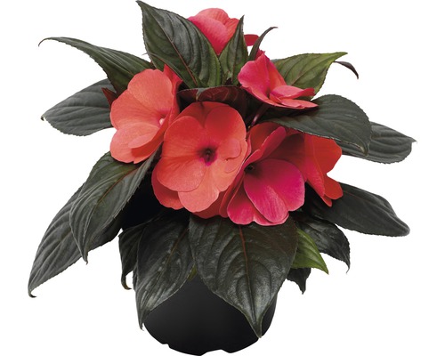 Balsamine dans un pot