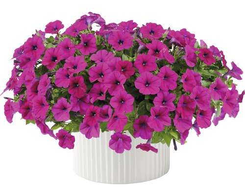 Petunie FloraSelf® Petunia x atkinsiana 12er pink