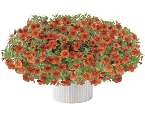 Zauberglöckchen FloraSelf Calibrachoa Hybride 'Colibri Orange' Ø 12 cm Topf Orange Zauberglöckchen Pflanze in weissem Topf