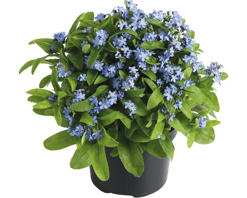 Myosotis FloraSelf® Myosotis sylvatica Ø 9 cm sélection aléatoire de variétés