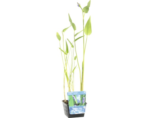 Oseille d''eau en pot pour bassin de jardin