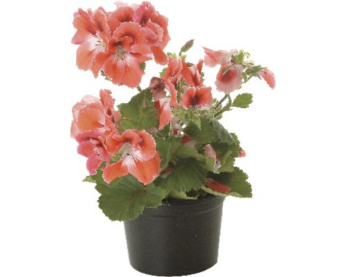 Géranium dans un pot noir