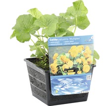 Sumpfdotterblume ''Multiplex'' im schwarzen Pflanzkorb