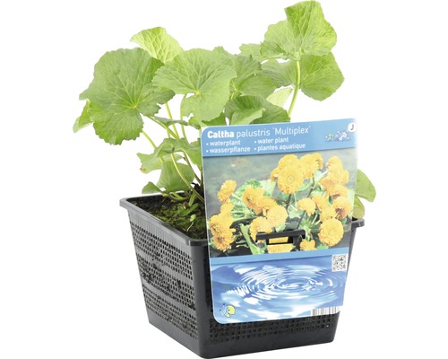 Sumpfdotterblume ''Multiplex'' im schwarzen Pflanzkorb