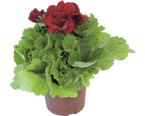 Géranium avec des fleurs rouges en pot