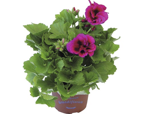 Géranium Grandiflorum en pot