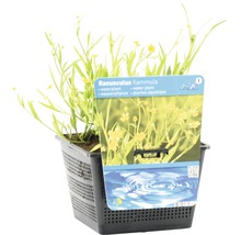 Renoncule flamme d''eau plante aquatique en pot