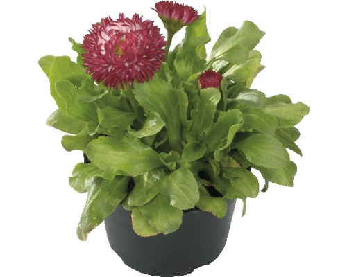 Pâquerette FloraSelf Bellis perennis pot Ø 9 cm sélection aléatoire de variétés Pâquerette en pot avec feuilles vertes et fleurs