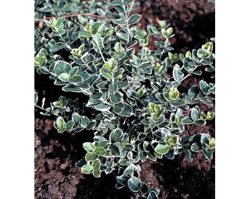 Weissbunte Kriechspindel FloraSelf Euonymus fortunei 'Emerald n Gaiety' H 10-15 cm Co 0,3 L-0