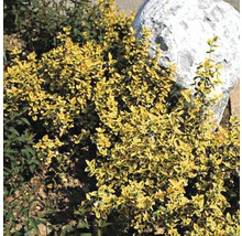 Gelbbunte Kriechspindel FloraSelf Euonymus fortunei 'Emerald n Gold' H 10-15 cm-thumb-2