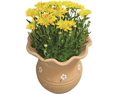 Chrysanthèmes jaunes dans un pot de fleurs