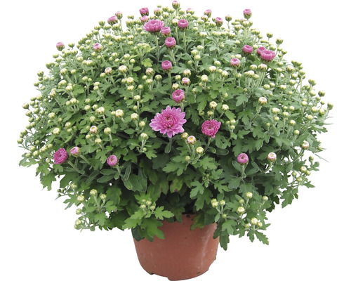 Chrysanthème en pot avec de nombreuses fleurs et boutons
