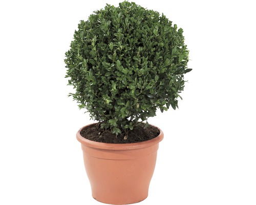 Buis boule FloraSelf Buxus sempervirens H 25-30 cm