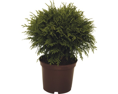 Thuya occidental boule FloraSelf Thuja occidentalis 'Danica' H 15-20 cm Co 2 L Thuya boule en pot