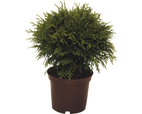 Thuya occidental boule FloraSelf Thuja occidentalis 'Danica' H 15-20 cm Co 2 L