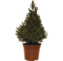 Épicéa nain en pot