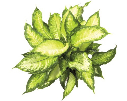 Dieffenbachia Zimmerpflanze mit grünen Blättern