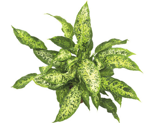 Dieffenbachia Zimmerpflanze mit grün gemusterten Blättern