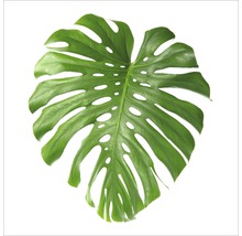 Monstera Blatt