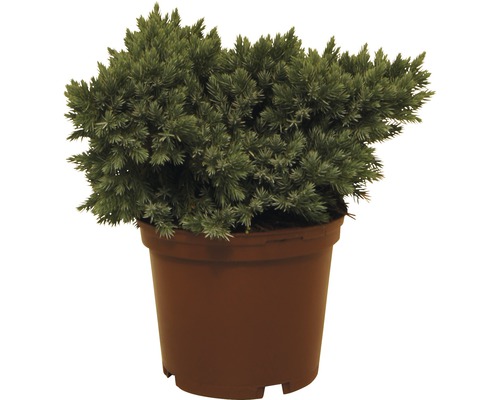 Genévrier rampant FloraSelf Juniperus squamata 'Blue Star' H 20-25 cm Co 3 L Plant de genévrier en pot
