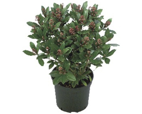 Skimmie FloraSelf Skimmia japonica 'Rubella' 20-25 cm Co 2 L pot