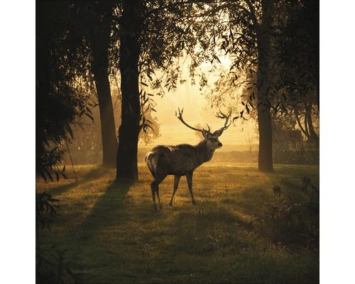 Glasbild Deer & Sun 20x20 cm
